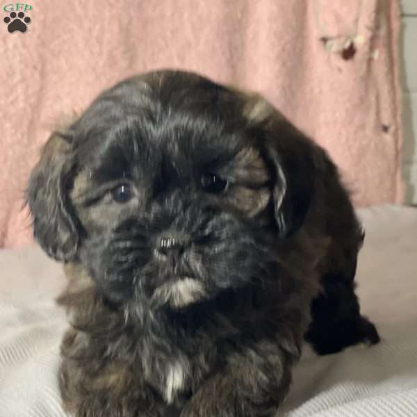 Brianna, Shih-Poo Puppy