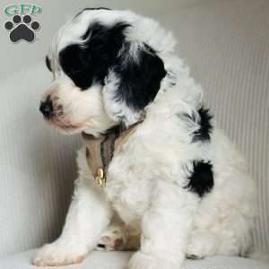 Panda, Bernedoodle Puppy