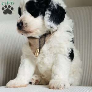 Panda, Bernedoodle Puppy