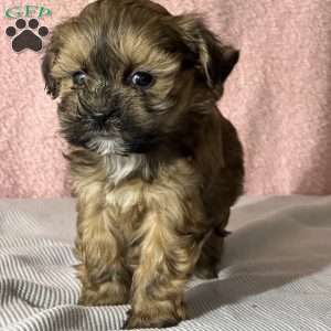 Brooke, Shih-Poo Puppy