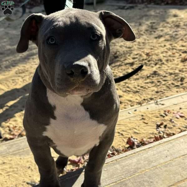 Linus, American Bully Puppy