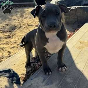 Linus, American Bully Puppy
