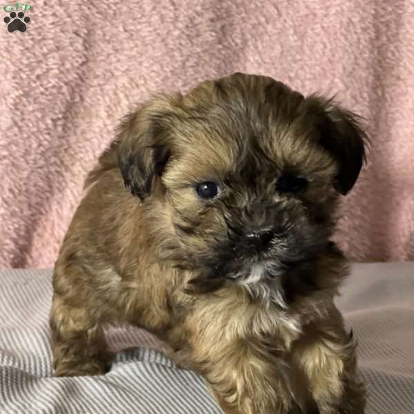 Brooke, Shih-Poo Puppy