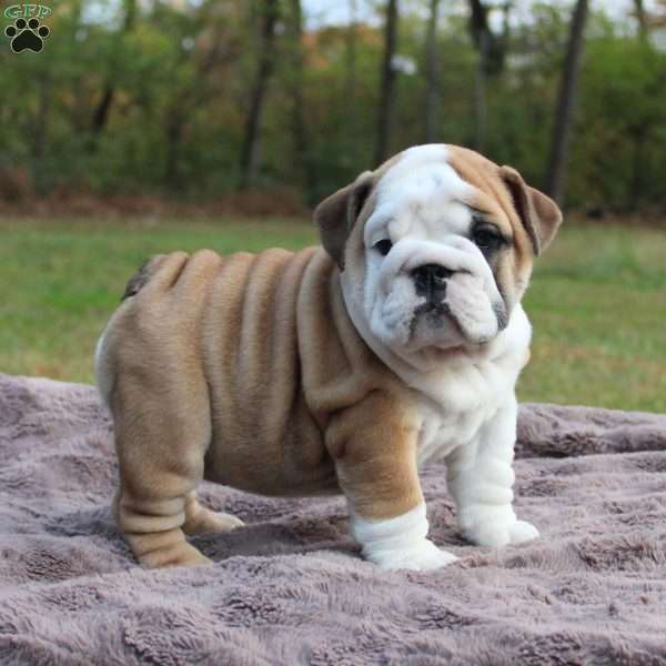 Pumpkin, English Bulldog Puppy