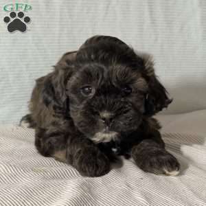 Barrett, Shih-Poo Puppy