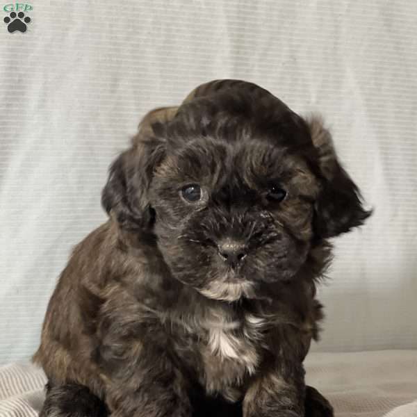 Barrett, Shih-Poo Puppy
