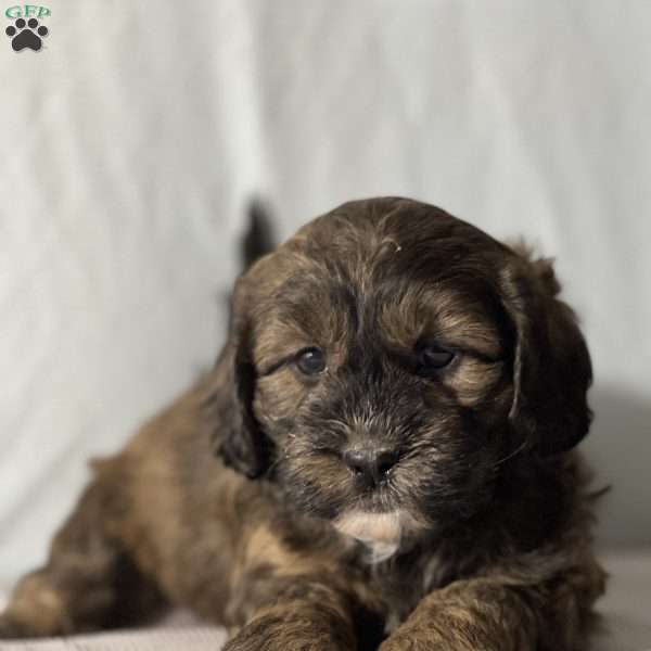 Bentley, Shih-Poo Puppy