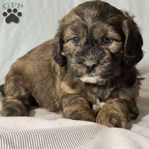 Bentley, Shih-Poo Puppy
