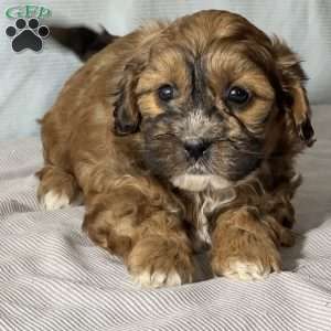 Bobby, Shih-Poo Puppy
