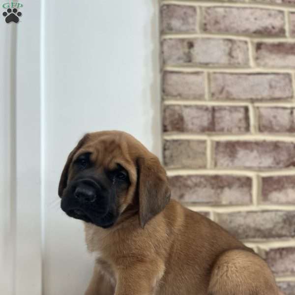 Cassius Marcellus Clay, Jr, English Mastiff Puppy