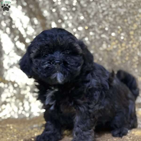 Jewel, Shih-Poo Puppy