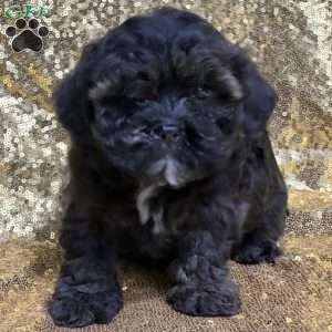 Jewel, Shih-Poo Puppy