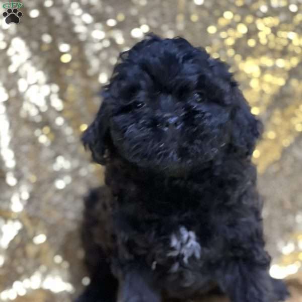 Jasmine, Shih-Poo Puppy