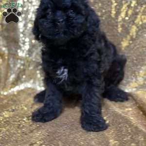 Jasmine, Shih-Poo Puppy