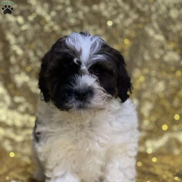 Jacob, Shih-Poo Puppy