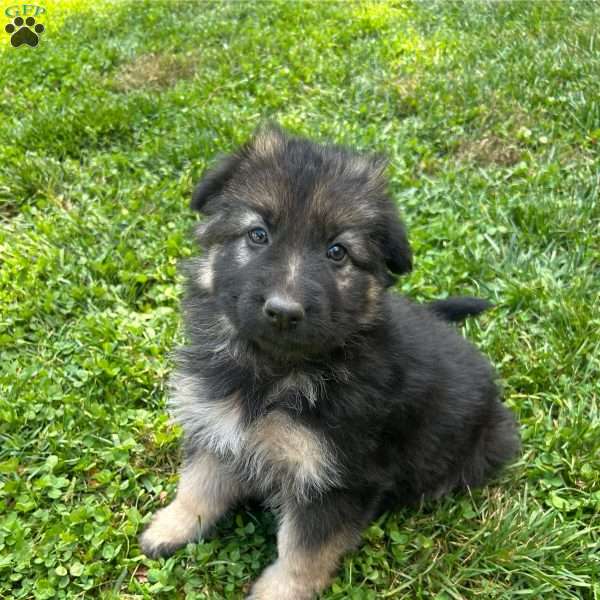 Beverly, German Shepherd Puppy