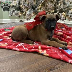 Heath, Belgian Malinois Puppy