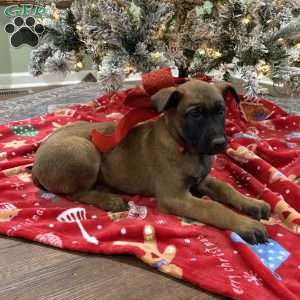 Heath, Belgian Malinois Puppy
