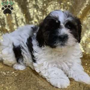 Jacob, Shih-Poo Puppy