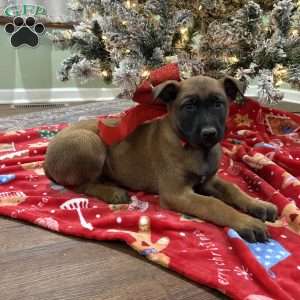 Heath, Belgian Malinois Puppy