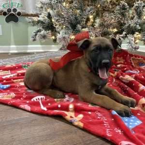 Heath, Belgian Malinois Puppy