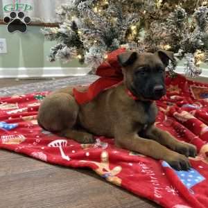 Heath, Belgian Malinois Puppy