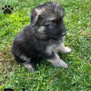 Brianna, German Shepherd Puppy