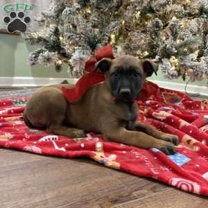Heath, Belgian Malinois Puppy