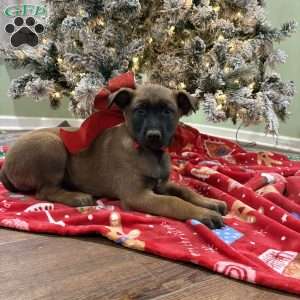 Heath, Belgian Malinois Puppy