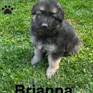 Brianna, German Shepherd Puppy