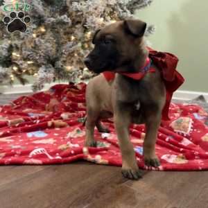 Heath, Belgian Malinois Puppy