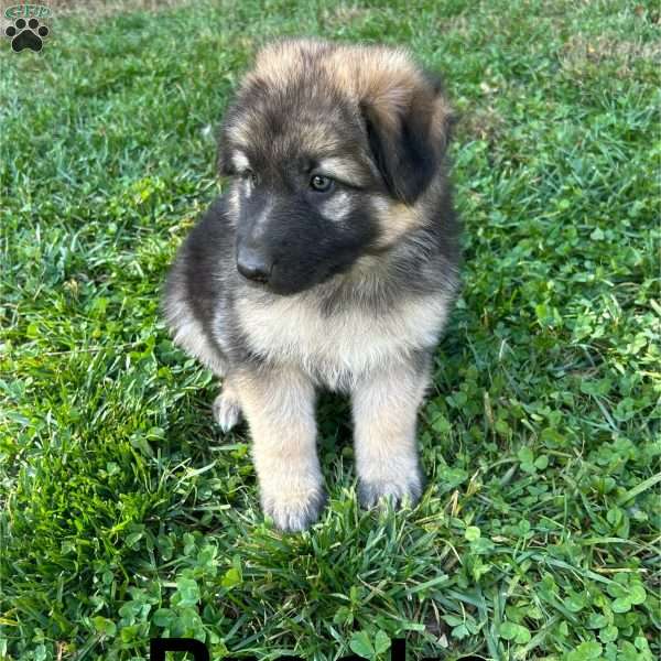 Brooke, German Shepherd Puppy