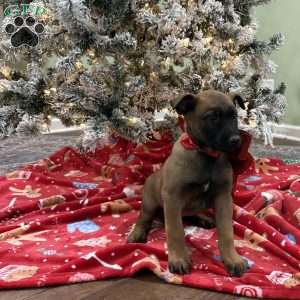 Heath, Belgian Malinois Puppy