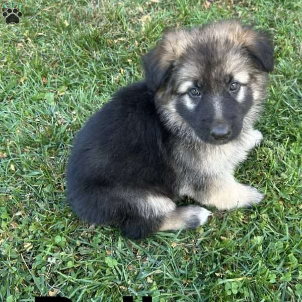 Bailey, German Shepherd Puppy
