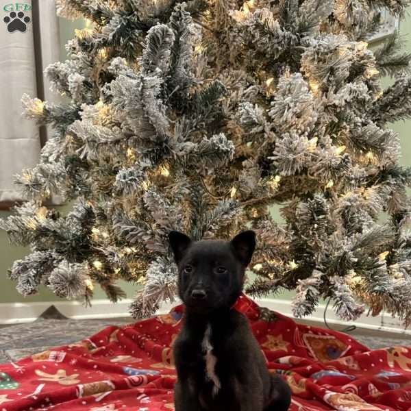 Baby Ruth, Belgian Malinois Puppy