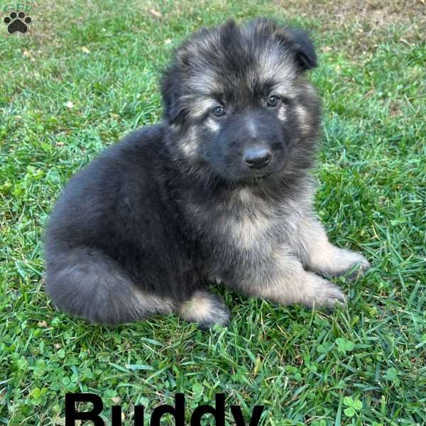 Buddy, German Shepherd Puppy