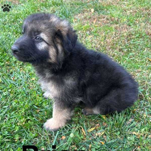 Brian, German Shepherd Puppy