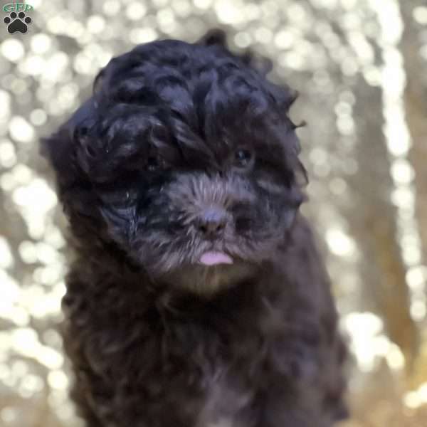 Jaiden, Shih-Poo Puppy