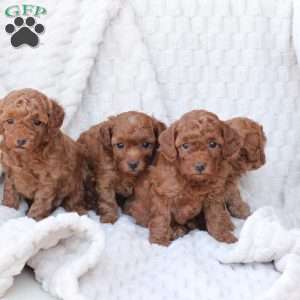 Rudolph, Bich-Poo Puppy