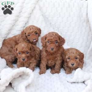 Noel, Bich-Poo Puppy