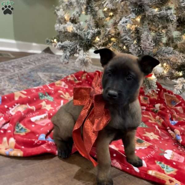 Skittles, Belgian Malinois Puppy