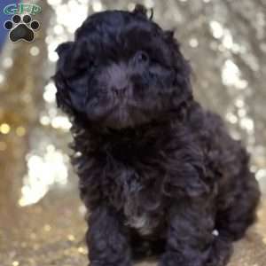 Jaiden, Shih-Poo Puppy