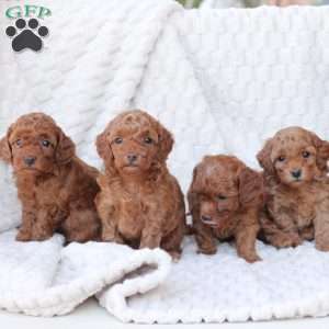 Noel, Bich-Poo Puppy