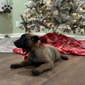 Skittles, Belgian Malinois Puppy
