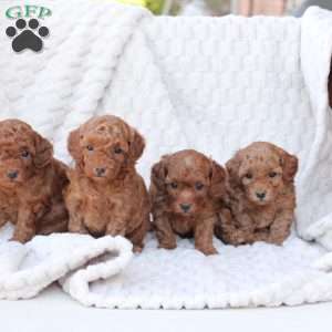 Gloria, Bich-Poo Puppy