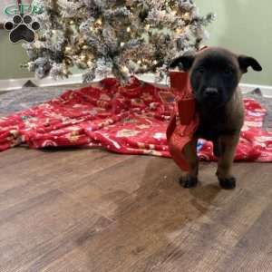 Skittles, Belgian Malinois Puppy