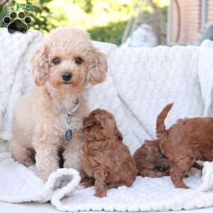 Noel, Bich-Poo Puppy