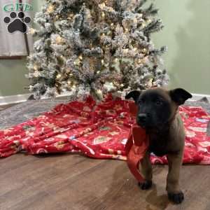 Skittles, Belgian Malinois Puppy