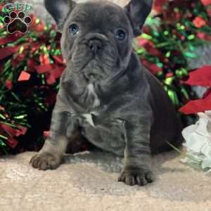 Jill, French Bulldog Puppy