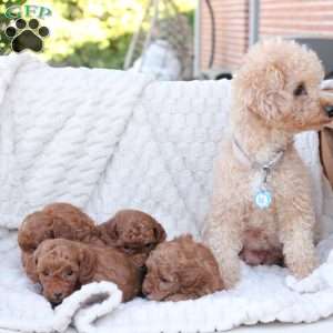 Gloria, Bich-Poo Puppy